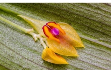 COLOMBIAN ORCHID Taxon: Orchid | Genus: Lepanthes This orchid...