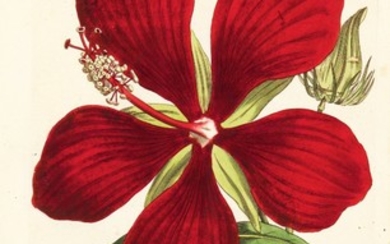 Curtis | The Botanical Magazine; or Flower-Garden Displayed, 1790–1788–1805, 20 volumes