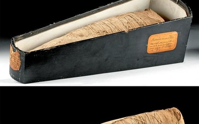Egyptian Mummified Ibis & 19th C. Dutch Museum Box