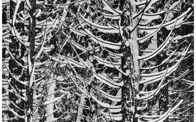 73005: Ansel Adams (American, 1902-1984) Forest Detail
