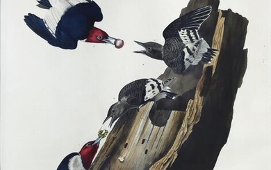 Audubon Aquatint Engraving, Red-Headed Woodpecker