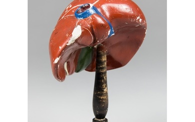 A LATE 19TH CENTURY GERMAN ANATOMICAL MODEL OF A LIVER ON AN...