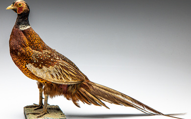 A taxidermy pheasant (H:41cm L:51cm) Condition - good - some...