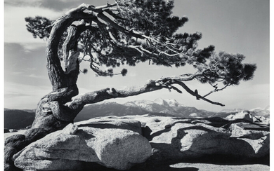 Ansel Adams (1902-1984), Jeffrey Pine, Sentinel Dome, Yosemite National Park, California (1940)