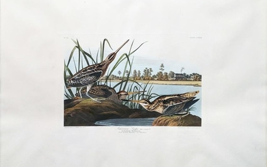 Audubon Aquatint, American Snipe