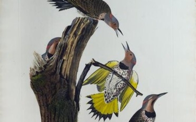 Audubon Aquatint, Gold-Winged Woodpecker