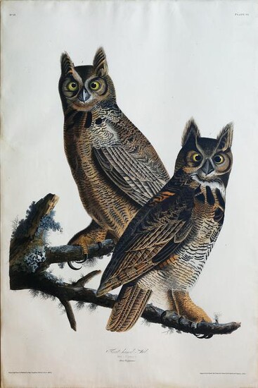 Audubon Aquatint, Great Horned Owl