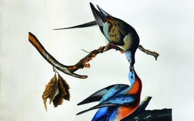 Audubon, Passenger Pigeon, Plate 62