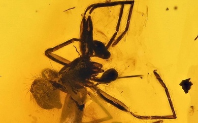 Baltic Amber with Detailed Araneae: Araneida (Spider) with large eye stalks - Fossil cabochon