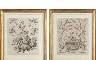 Basilius BESLER (1561–1629) Two plates from Besler's Hortus Eystettensis (1613, or subsequent 17th century edition) Engravings on la..