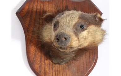 Early 20th century taxidermy badger mask, the verso with lab...