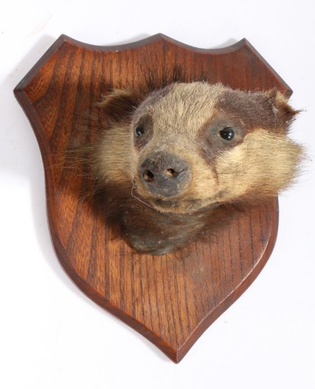 Early 20th century taxidermy badger mask, the verso with label for 'J.W. Quatremain' of West Malvern, on oak shield, 26cm high