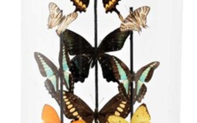 Entomology: A Display of Tropical Butterflies & Moths, circa late...
