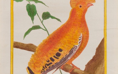 François-Nicolas Martinet (1725-1804) Pl. pour Buffon, Histoire naturelle des oiseaux. Vers 1783. Eau-forte. Chaque 210...