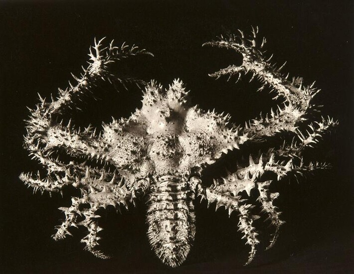 Koch, Fred Crustacea/ Meerestiere Krabbe. 1920er/