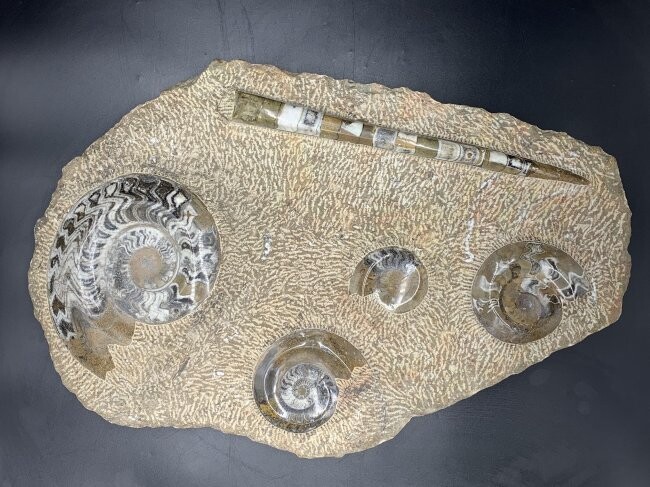 Large Polished Ammonite & Orthoceras Fossil Plate