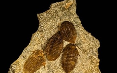 Museum Grade Superb Plate with 4 Dalmanitina sp Upper Ordovician Trilobites