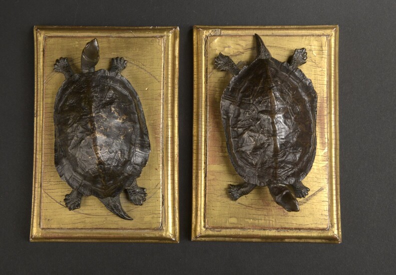 Paire de tortues en bronze patiné Japon,... - Lot 205 - Daguerre