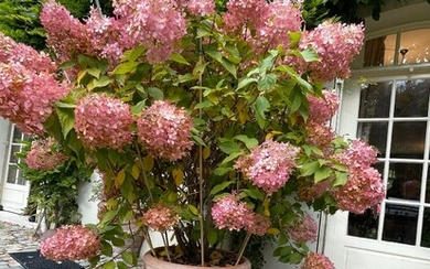 Quatre pots à fleurs garnis d'hortensia rose... - Lot 5 - Beaussant Lefèvre & Associés