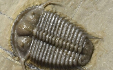 Rare trilobite with "3D" genal spines - Cyphaspides sp.