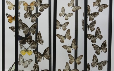 Set of large framed Butterfly Displays in see-through glazed frames - Various species - 41.5×16.5×2.5 cm - 4