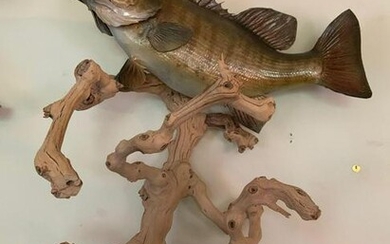 Small Mouth Bass Double fish mount on wood display