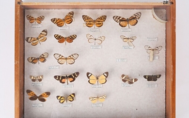 Tiroir contenant dix neuf lepidoptères identifiés.... - Lot 5 - Vasari Auction