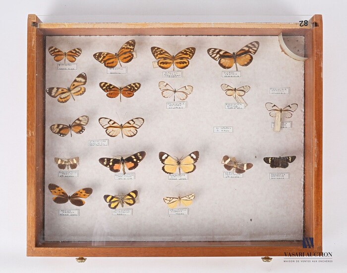 Tiroir contenant dix neuf lepidoptères identifiés.... - Lot 5 - Vasari Auction