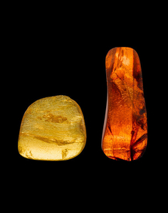 Two Amber Specimens with Insect Inclusions