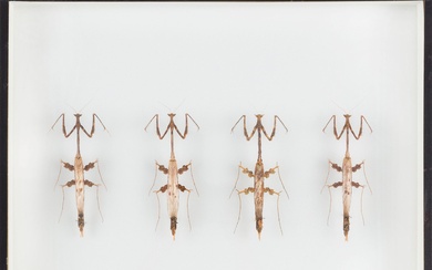 Un lot réunissant trois boites à insectes composé de : Cheirotonus arnaudi (5 mâles) provenant...