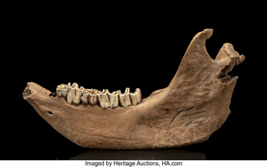 Woolly Rhinoceros Jaw Section with Teeth Coelodonta antiquitatis Pleistocene...