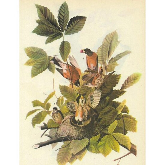 1946 Audubon Print, #131 Robin