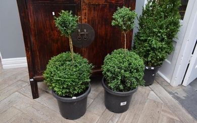 A PAIR OF DOUBLE SPHERE BOX HEDGE TOPIARIES