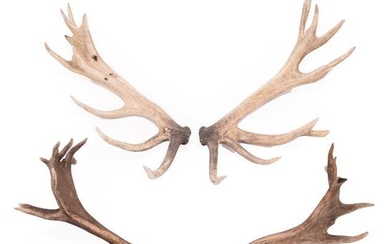 Antlers/Horns: Two Pairs of Cast European Red Deer Antlers (Cervus...