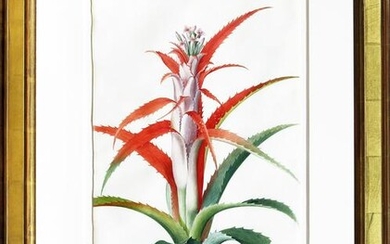 Ehret Bromelia Watercolor