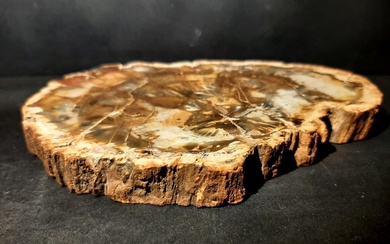 Fossil wood segment polished on 2 sides - a museum...