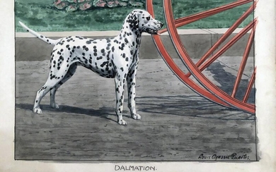 Fuertes Watercolor for National Geographic - Dalmatian