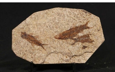 HIGH DETAIL 2 FISH FOSSIL