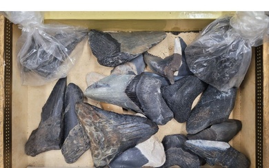 Megalodon And Other Shark Teeth Fossils