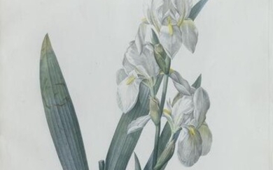 Redoute Stipple Engraving, Iris Florentina (Florentis