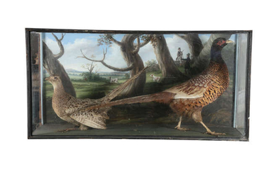 TAXIDERMY Two pheasants in a opposing position, standing...
