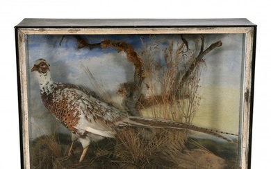 Taxidermy Female Pheasant in Display Box.