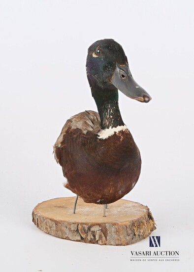 Tête en cape de canard col vert (Anas platyrhynchos... - Lot 50 - Vasari Auction