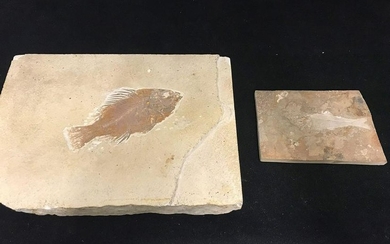 Two Fish Fossils