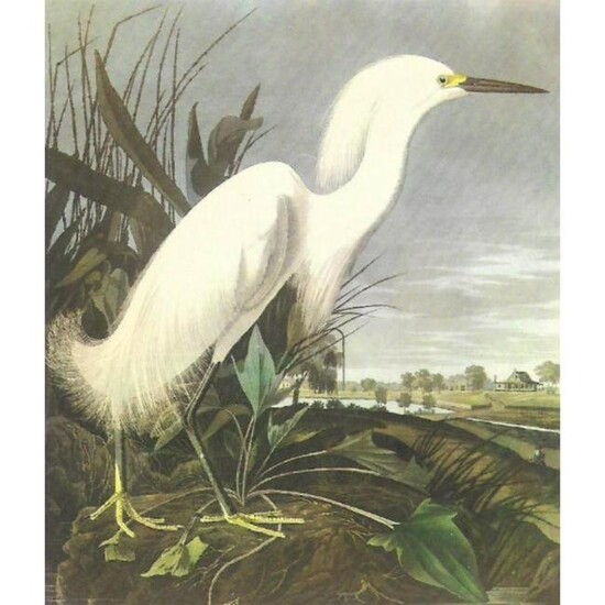 c1950 Audubon Print, Snowy Egret