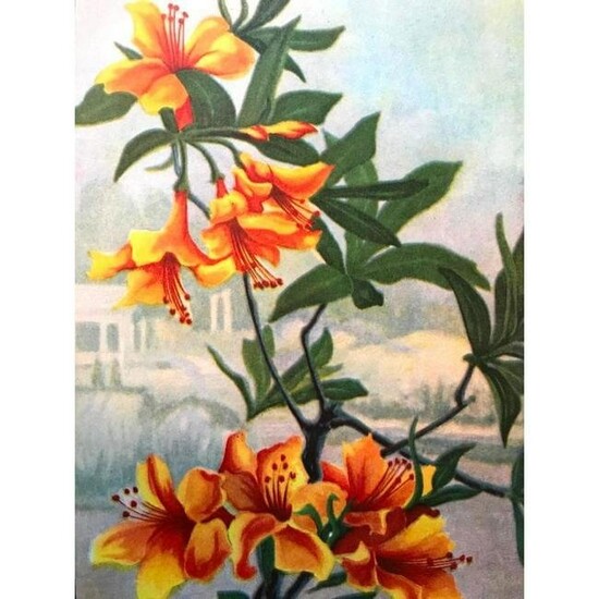 1920's Azalea Color Lithograph Print