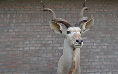 kapitale kudu Shoulder Mount - Tragelaphus strepsiceros - 90x90x165 - 1