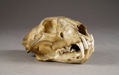 Crâne de Félin. Longueur: 24 cm