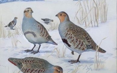 Signer Watercolor of a Partridge