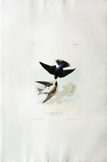 Audubon Aquatint, Green Blue, or White Bellied Swallow